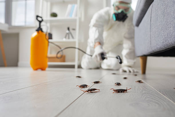 Trusted Rodent Control service in Weyers Cave, VA - Nex Pest Control